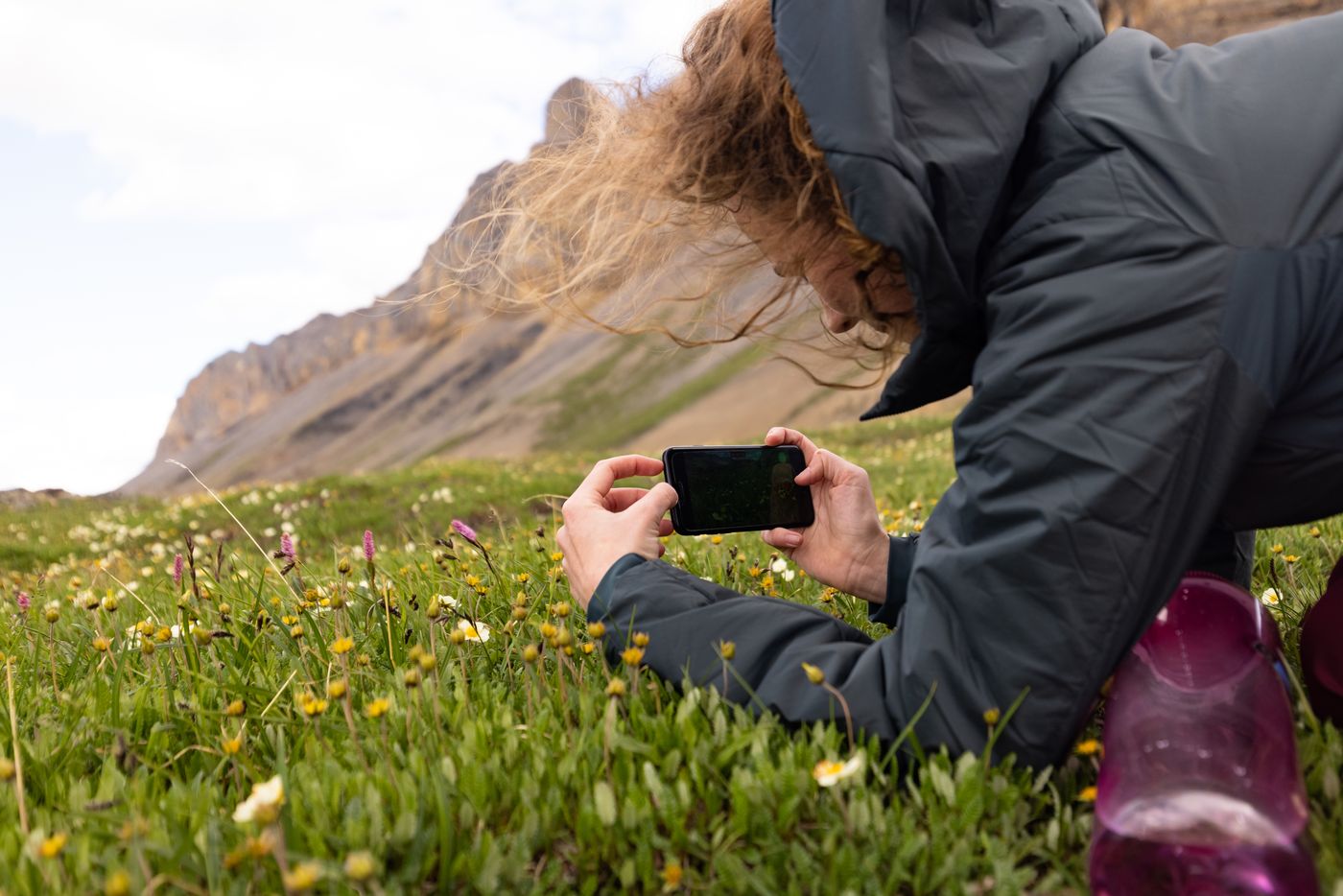 A person photographing wildflowers in a mountain meadow